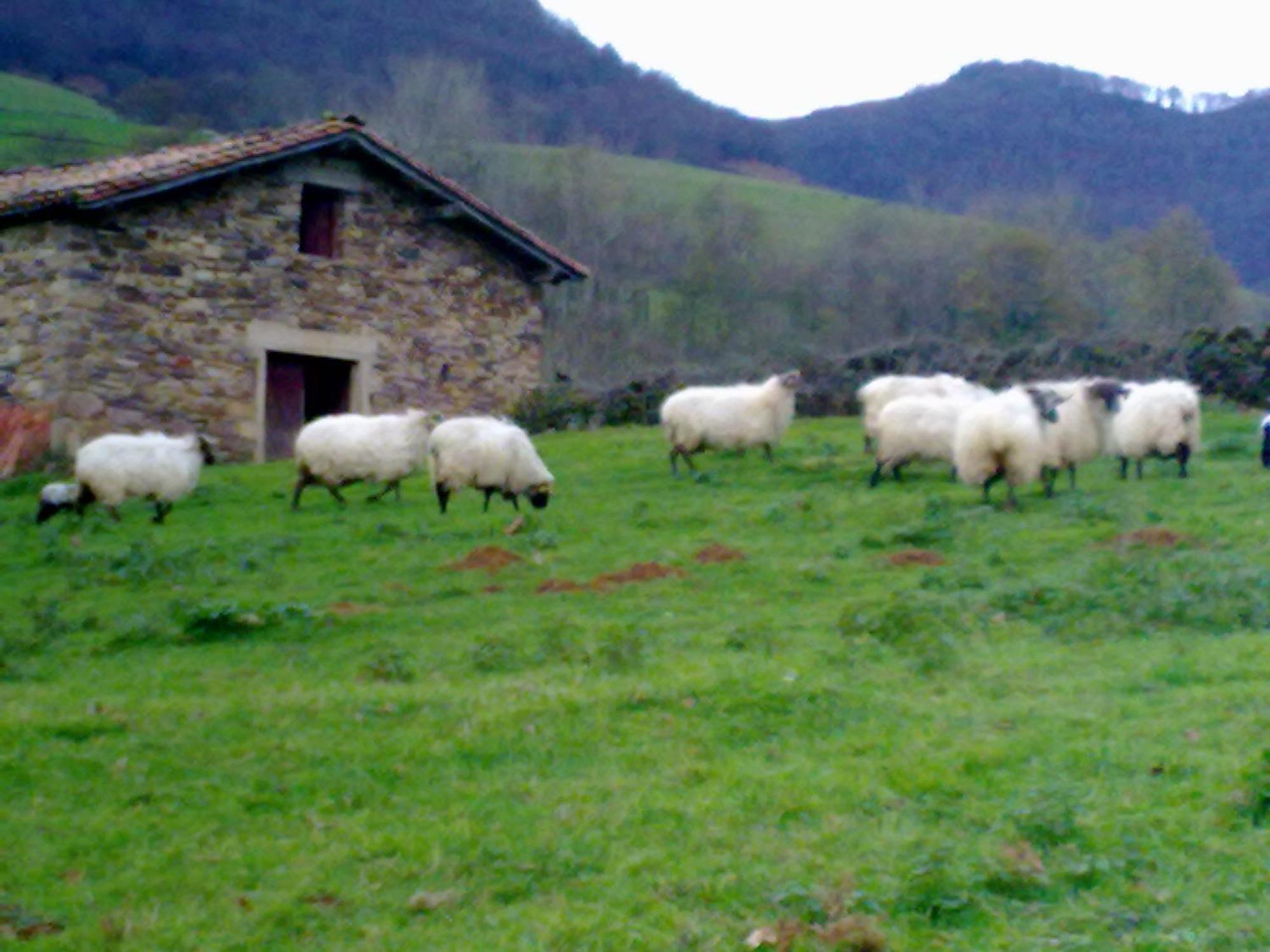 Hostal El Volante Estella Bagian luar foto